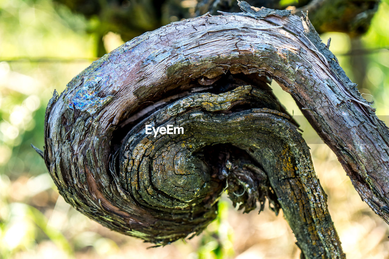 CLOSE-UP OF LICHEN ON TREE