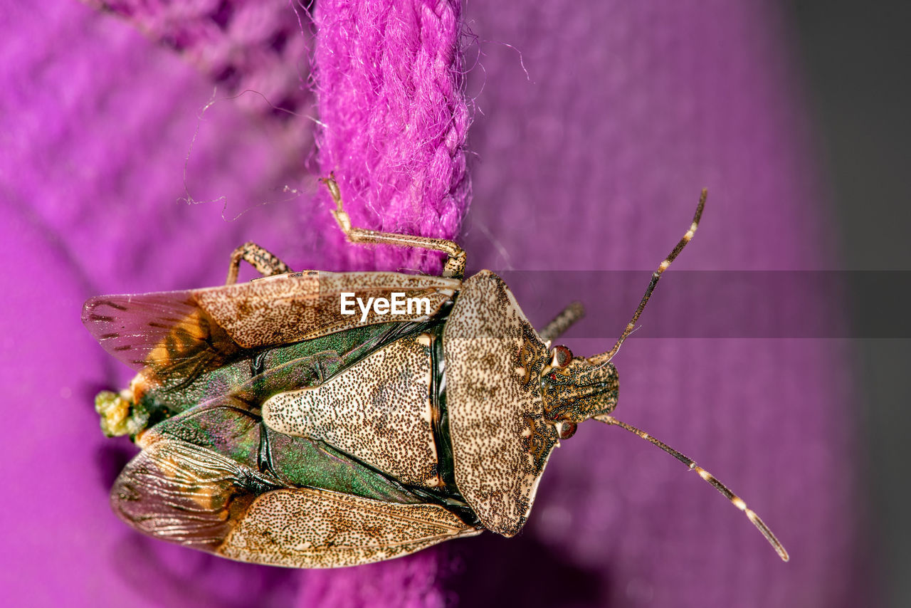 Close-up of insect on pink lace