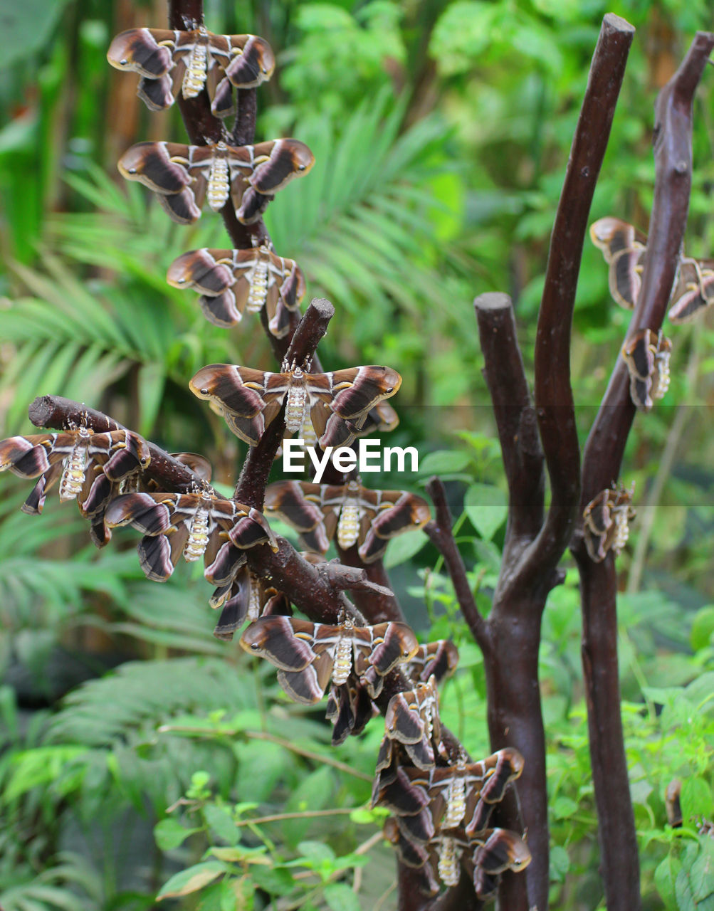 CLOSE-UP OF PLANT GROWING ON TREE