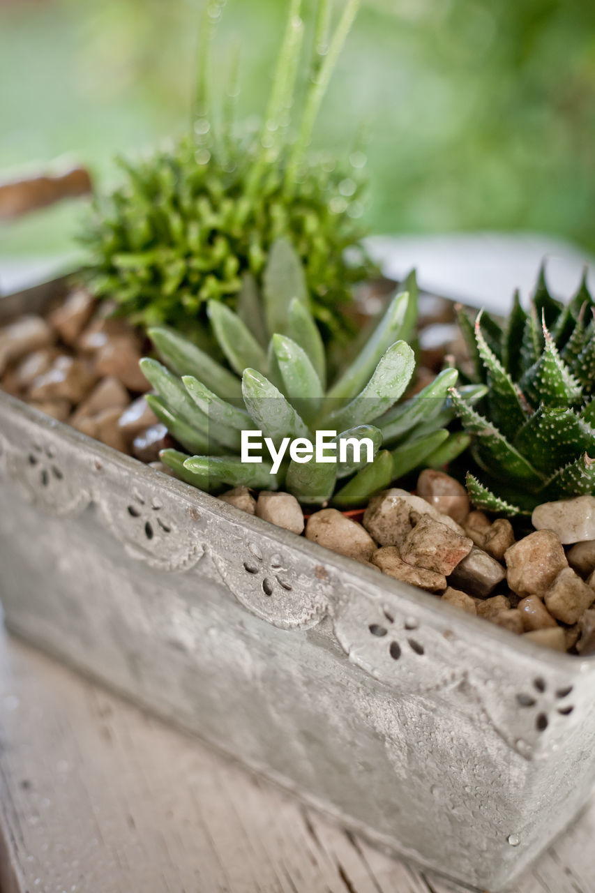 Succulents and other small plants in vintage pot, close-up photo. 