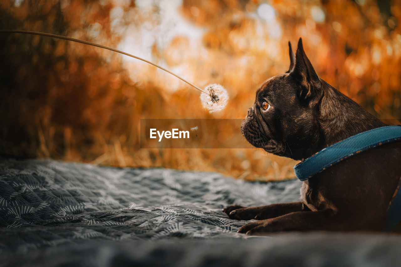 Close-up of a french bulldog dog looking at dandelion in summer