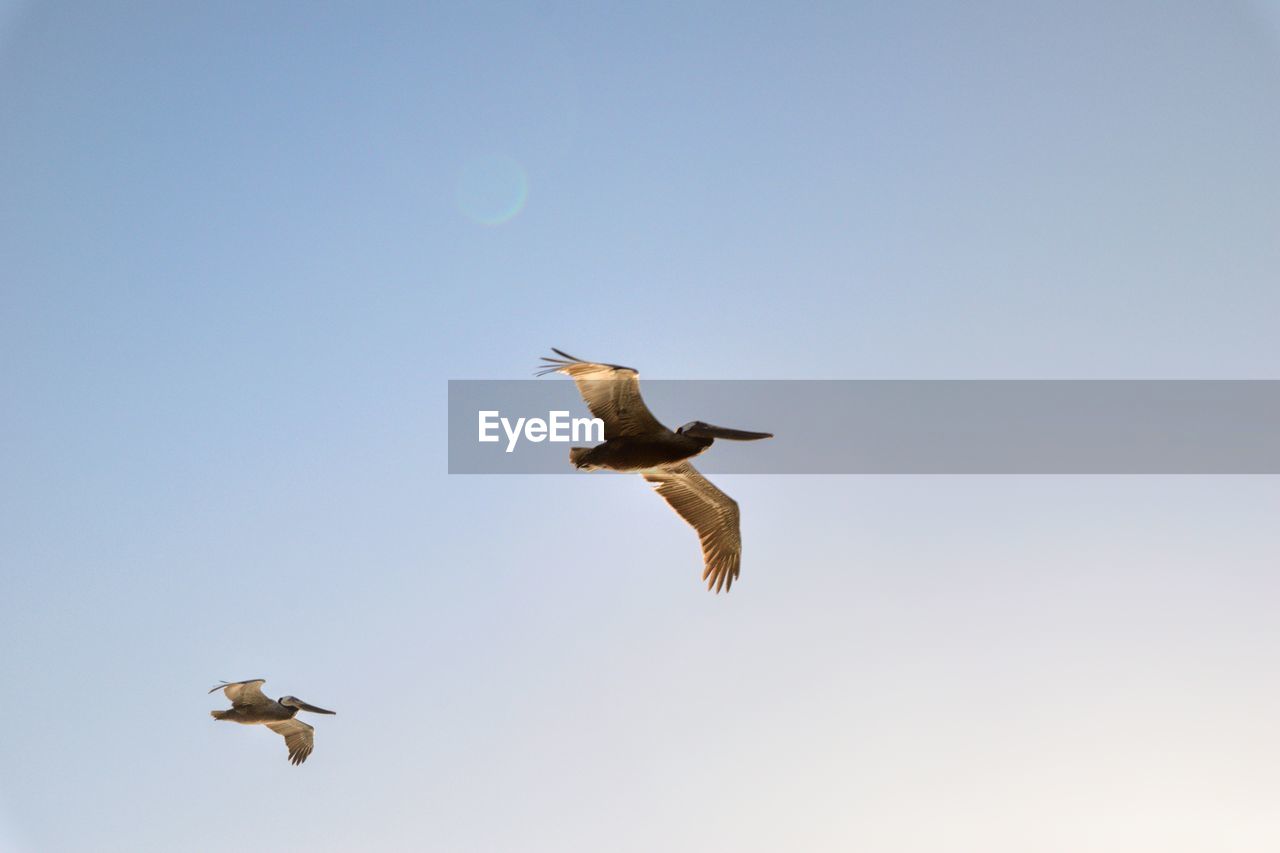 LOW ANGLE VIEW OF SEAGULLS FLYING