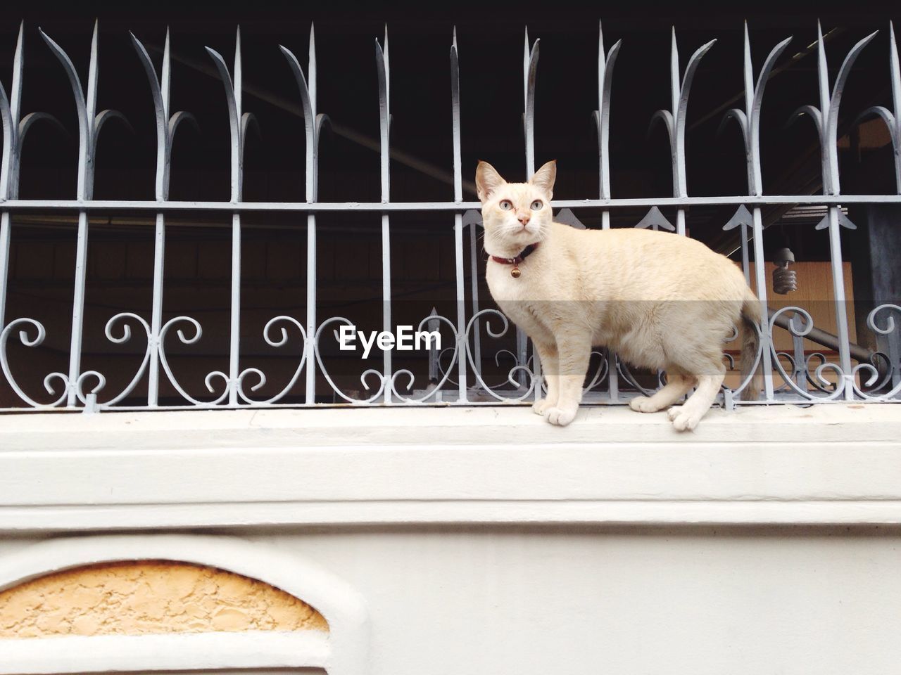 Low angle view of cat standing on wall