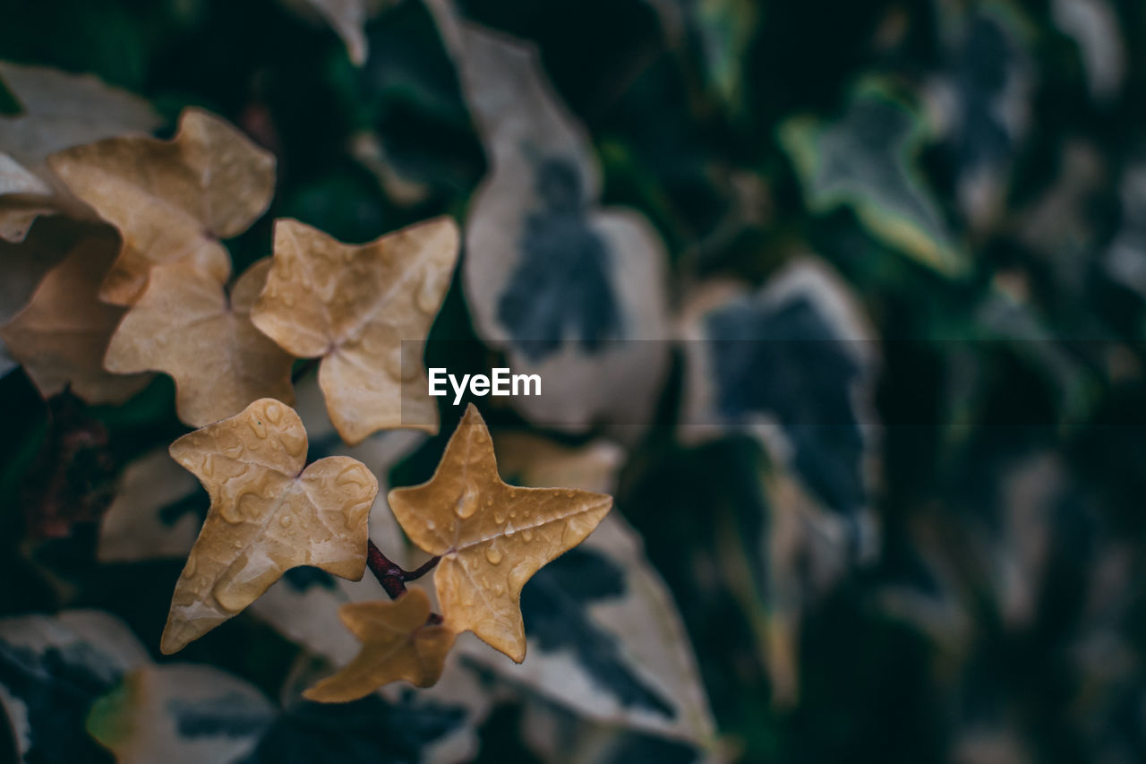 Close-up of dry maple leaves