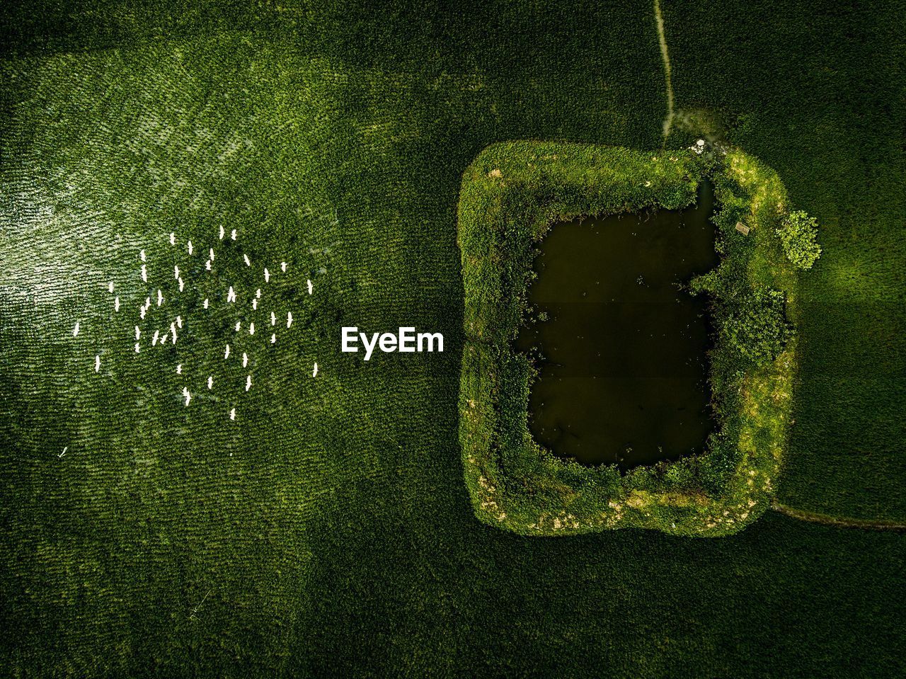 High angle view of water pond with egret flying