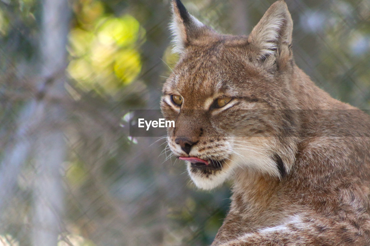 CLOSE-UP OF A CAT