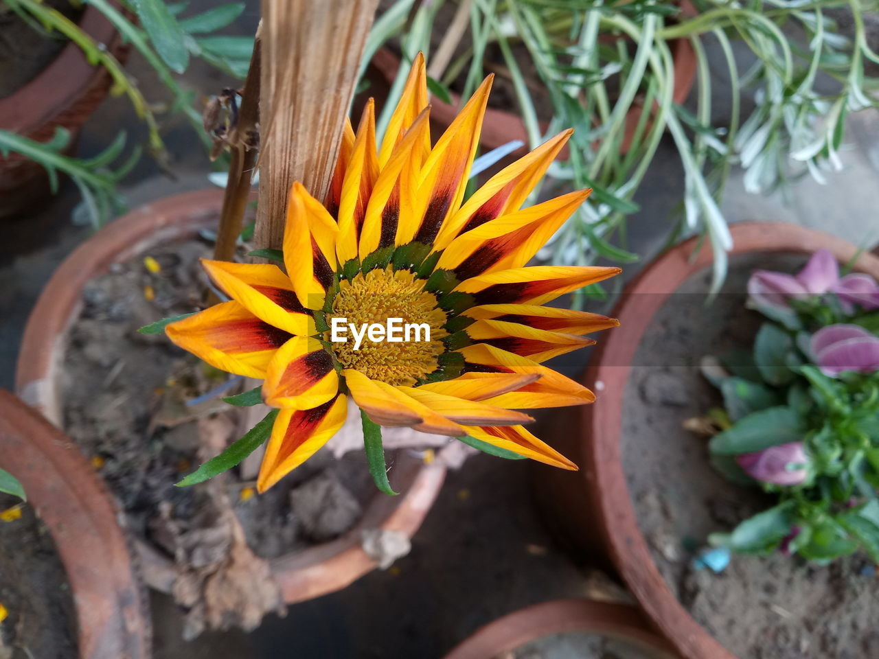 Close-up of yellow flower blooming outdoors