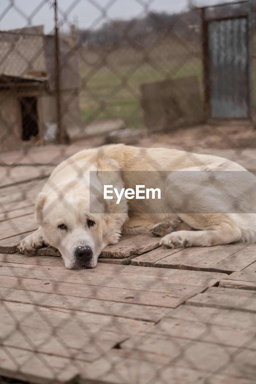 pet, dog, animal themes, animal, mammal, one animal, fence, canine, domestic animals, animal shelter, labrador retriever, puppy, chainlink fence, relaxation, no people, security, protection, lying down, portrait, young animal, wire, carnivore, resting, outdoors, retriever, day, sleeping