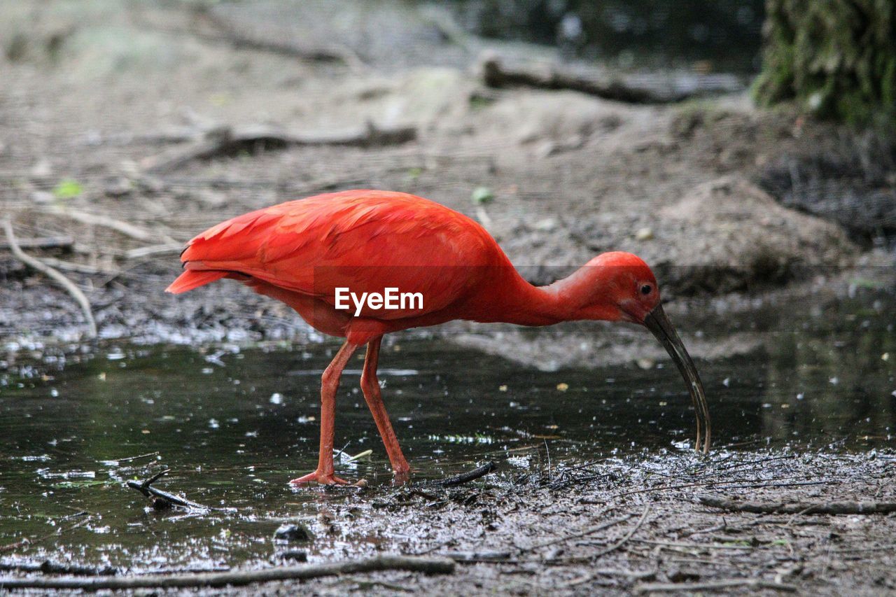 Scarlet ibis at lakeshore