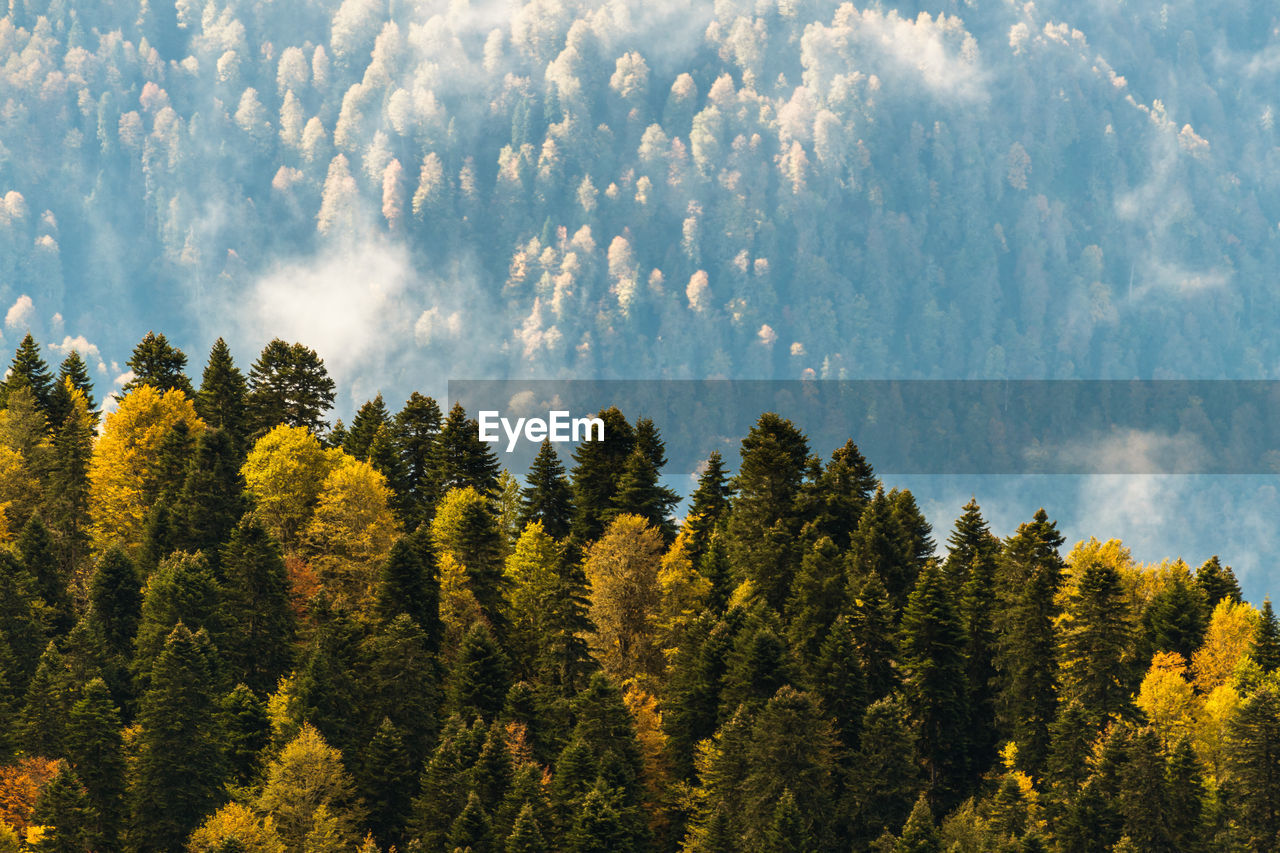 Scenic view of trees against sky