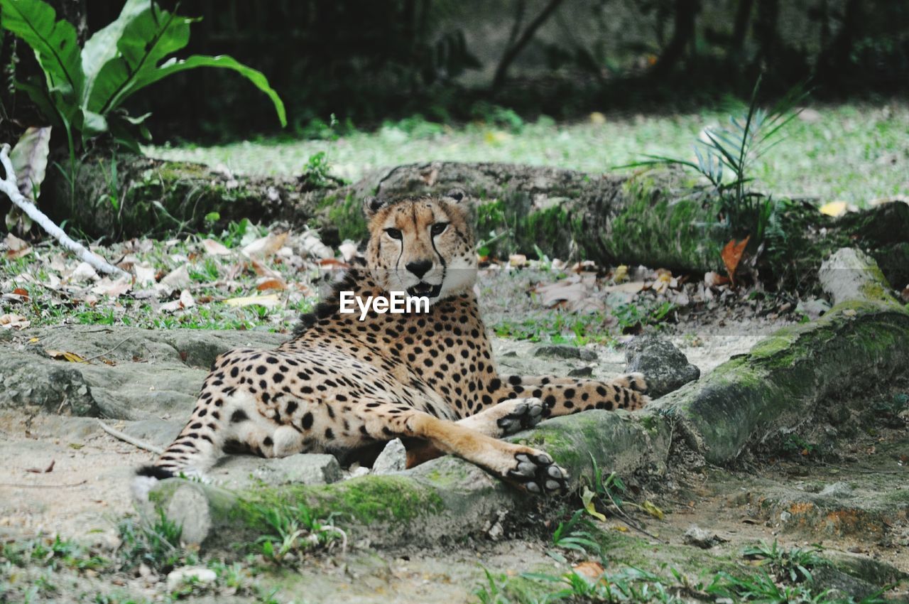 Cheetah resting on field