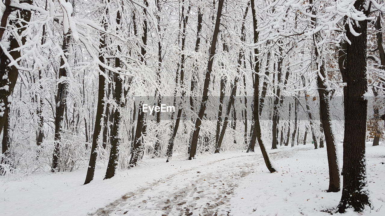 TREES IN WINTER FOREST