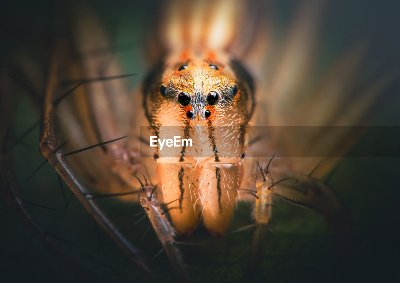 Up-close and personal with a tiny lean lynx spider oxyopes macilentus. 