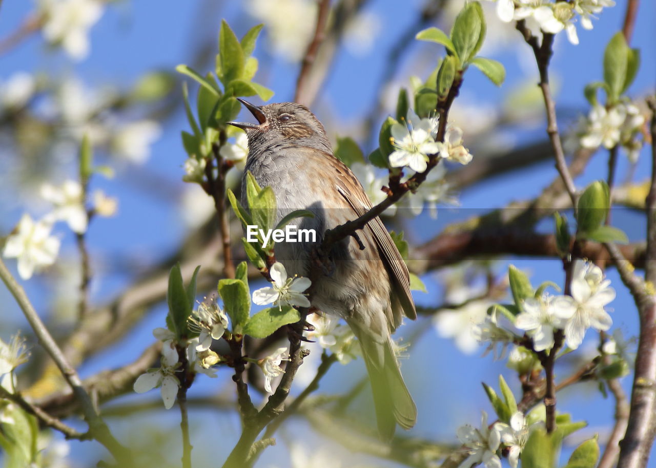 CLOSE-UP OF A BIRD PERCHING ON FLOWER