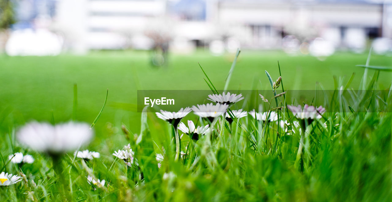 Close-up of flowers growing in field