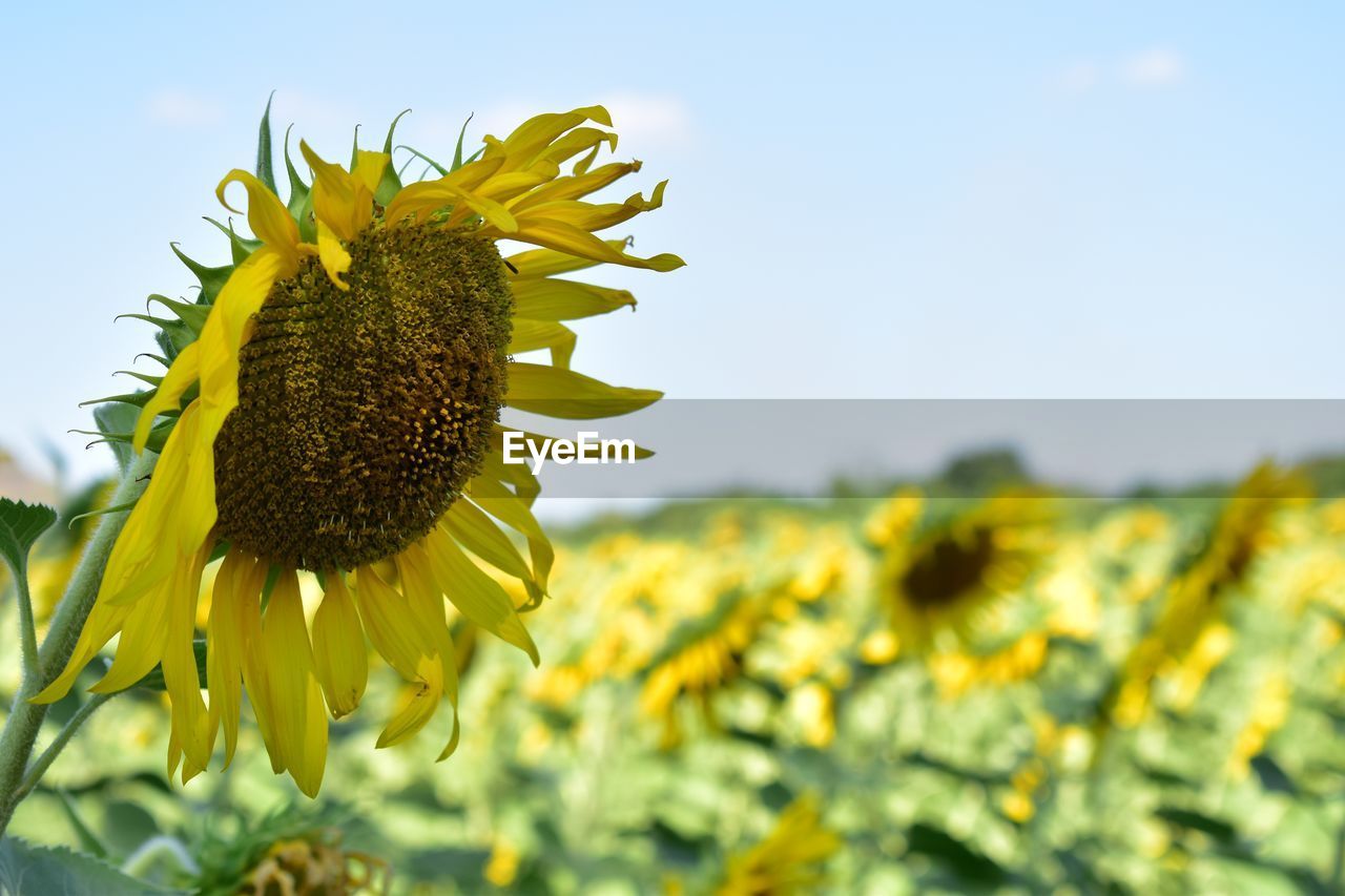 CLOSE-UP OF FRESH YELLOW SUNFLOWER AGAINST SKY