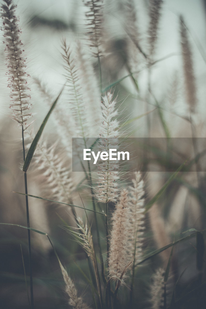 Close-up of reed grass growing on field