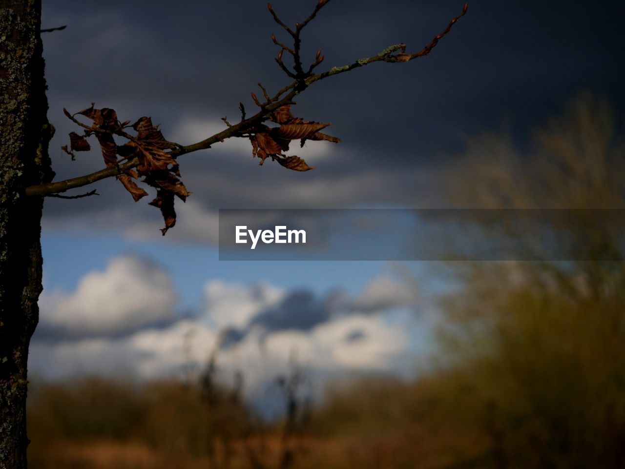 CLOSE-UP OF TREE BRANCHES AGAINST SKY