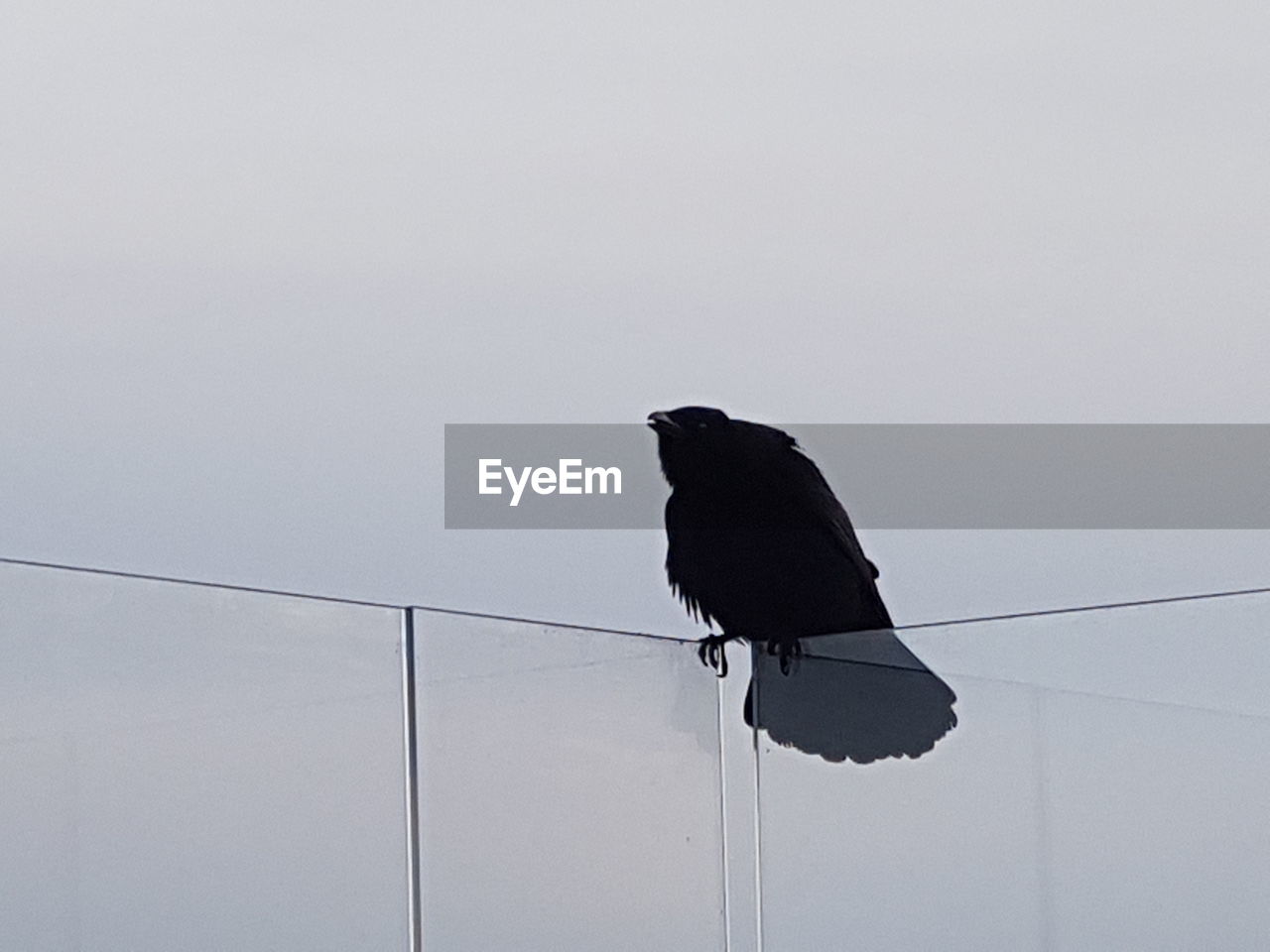 LOW ANGLE VIEW OF BIRD PERCHING AGAINST SKY