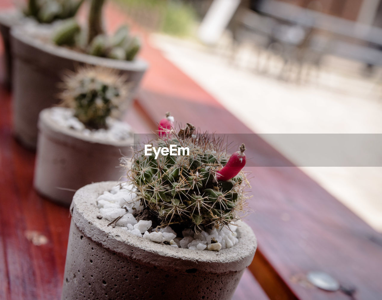 Close-up of succulent plant in pot