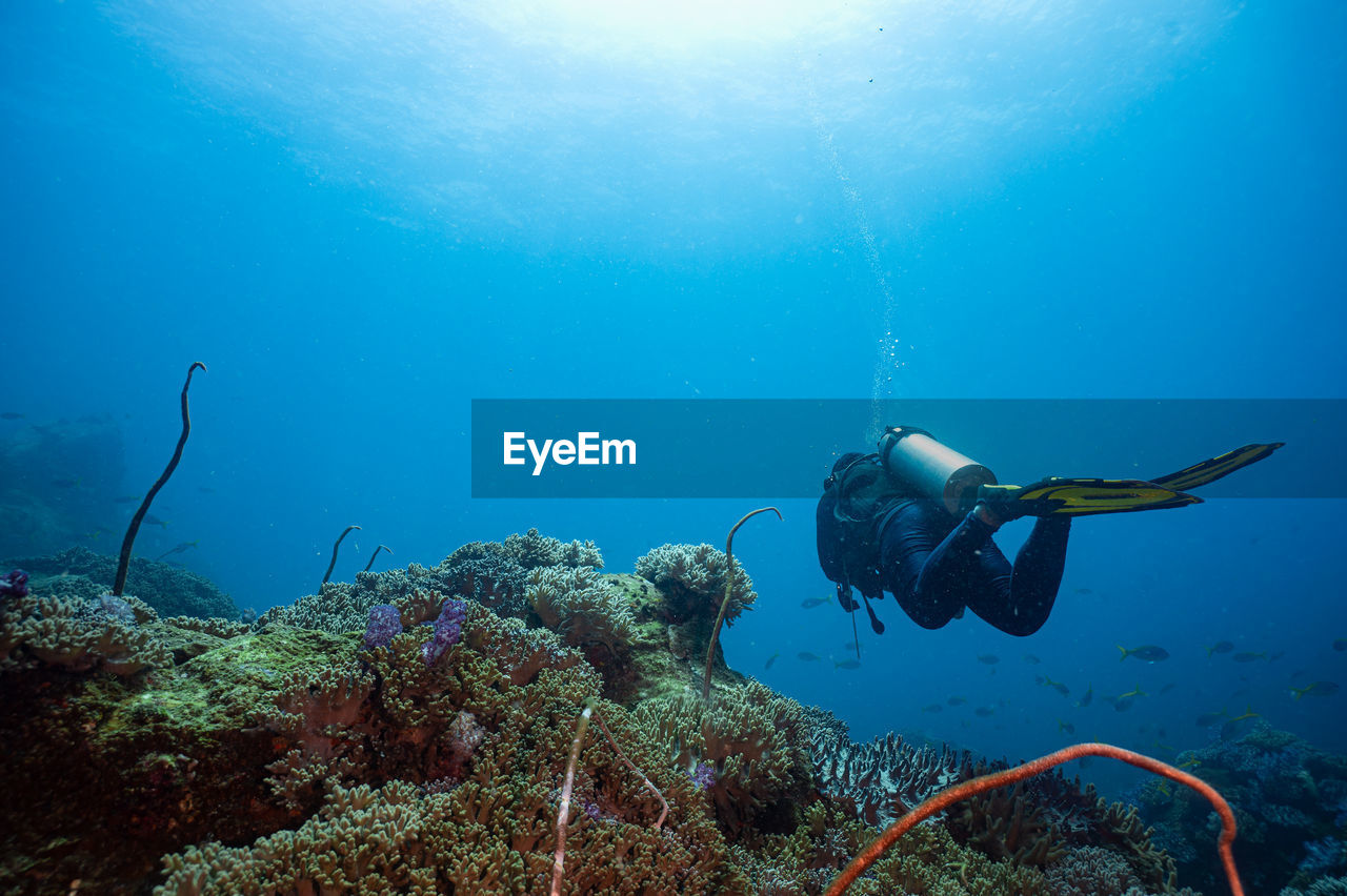 Scuba diving in sea