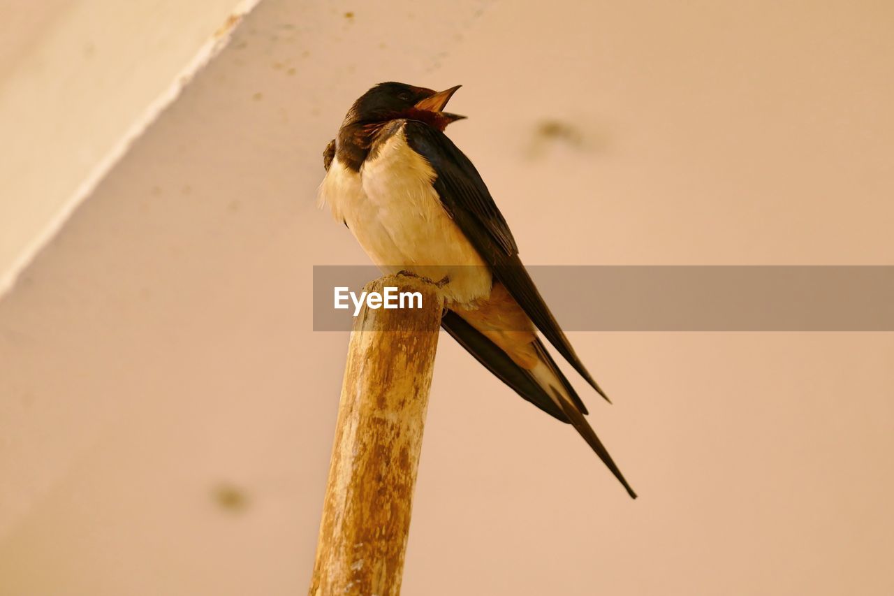 Low angle view of swallow perching on wooden pole against ceiling