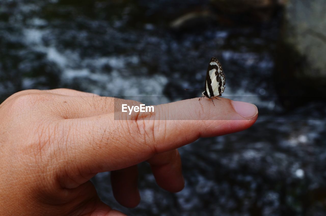 Cropped hand holding butterfly