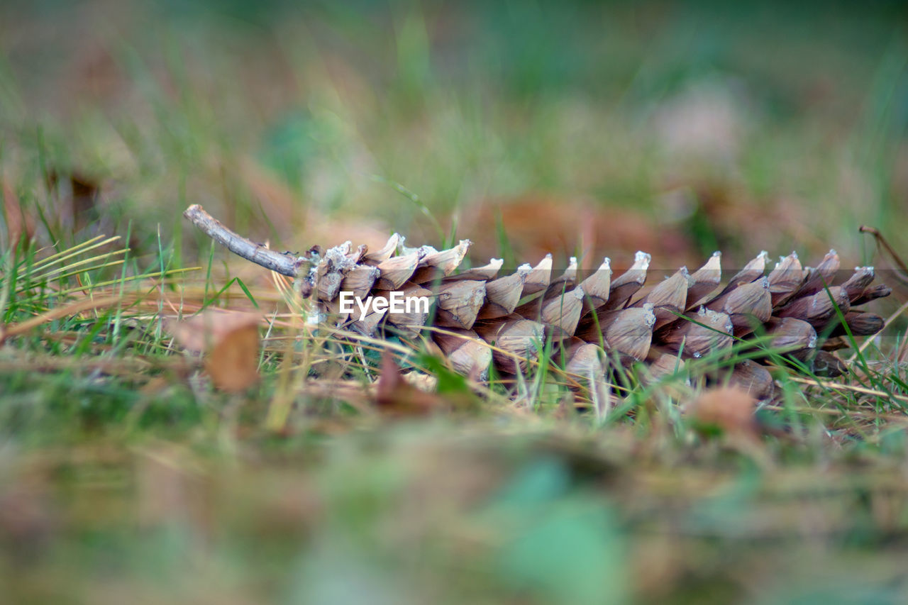 CLOSE-UP OF MUSHROOMS ON FIELD