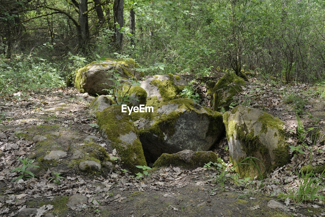 ANIMAL SKULL IN FOREST