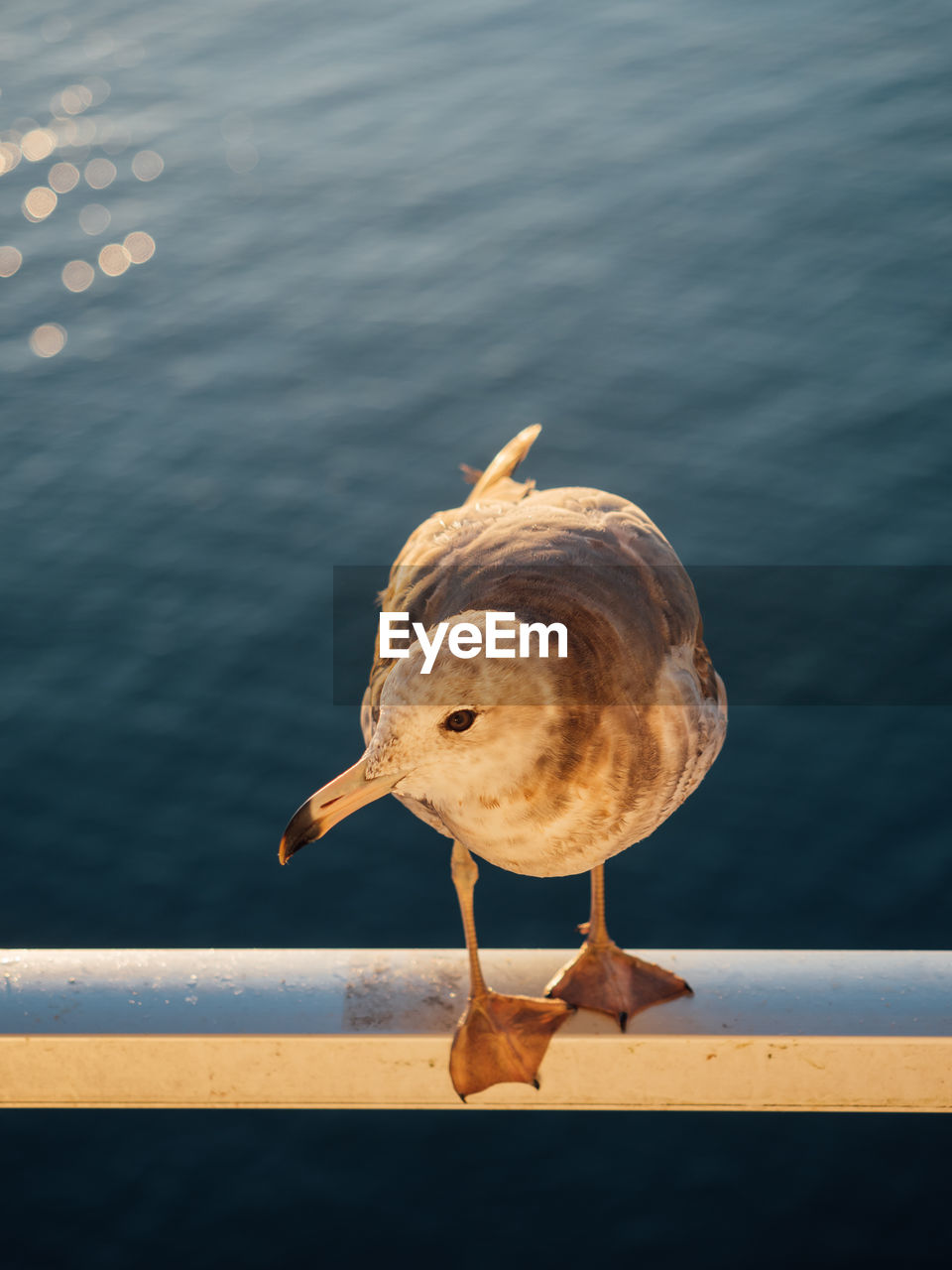 CLOSE-UP OF SEAGULL PERCHING ON A RAILING