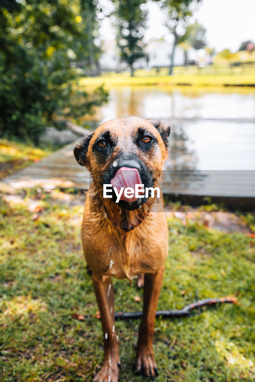 Portrait of dog standing on plant