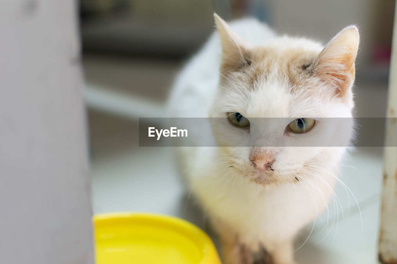 CLOSE-UP PORTRAIT OF CAT LOOKING AT CAMERA