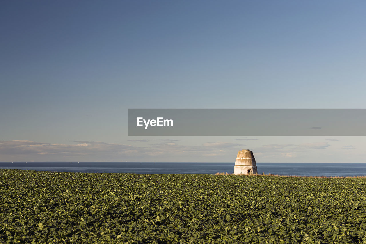 Plants on field by sea against sky