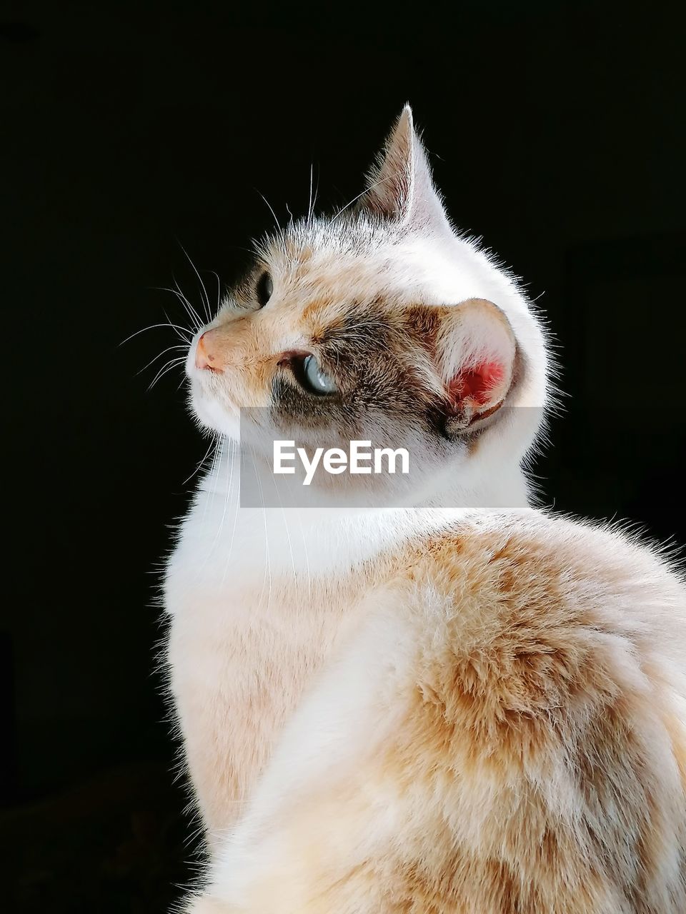 Close-up of cat looking away against black background