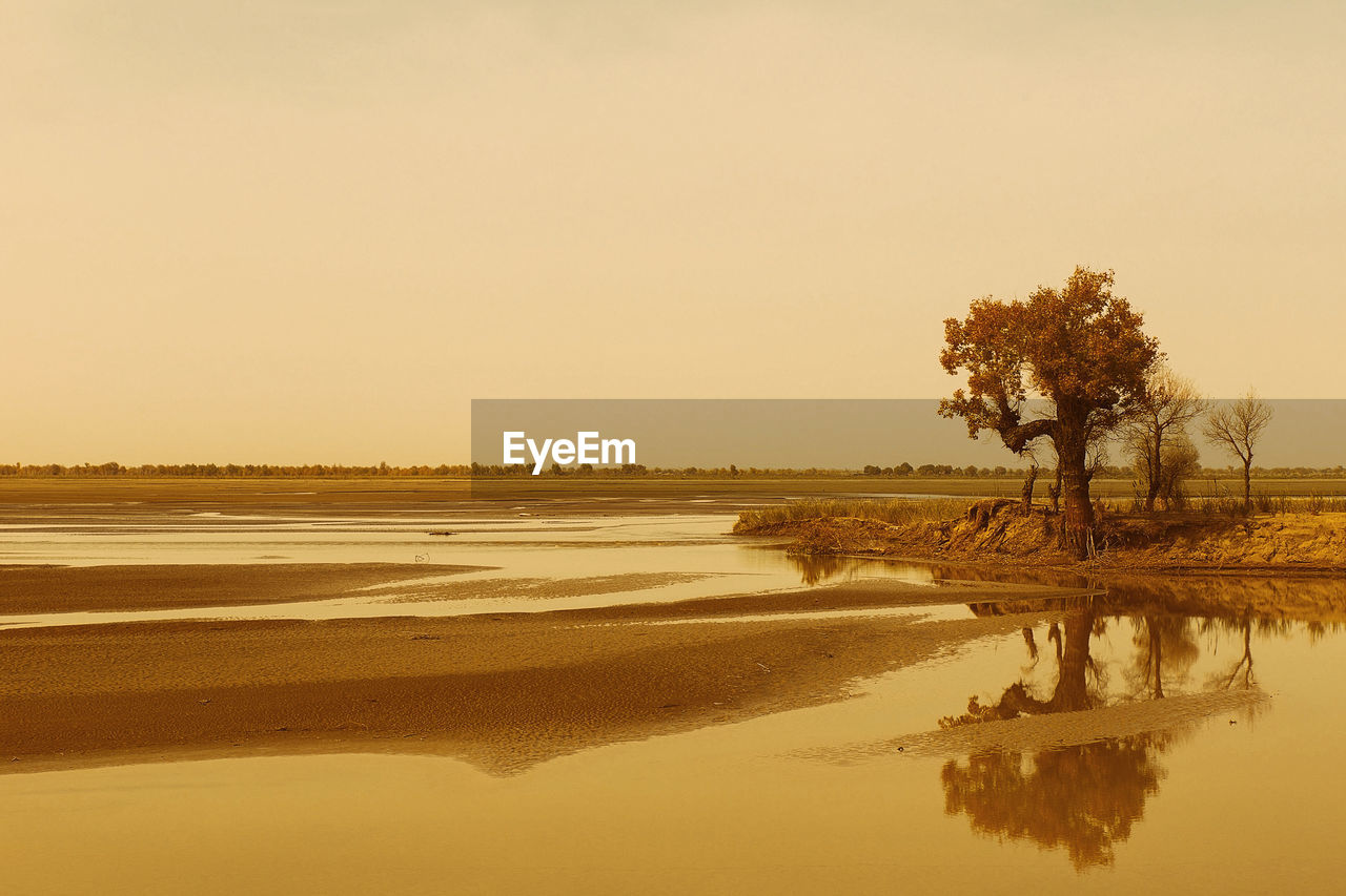 Tree reflected in the water, hotan desert - china