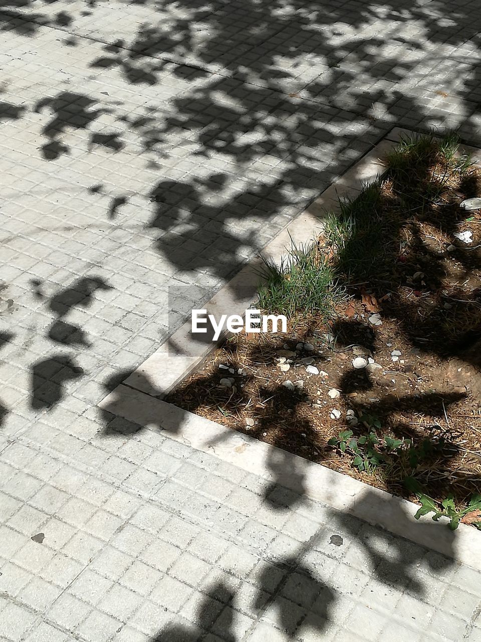 HIGH ANGLE VIEW OF PLANTS SHADOW ON PLANT