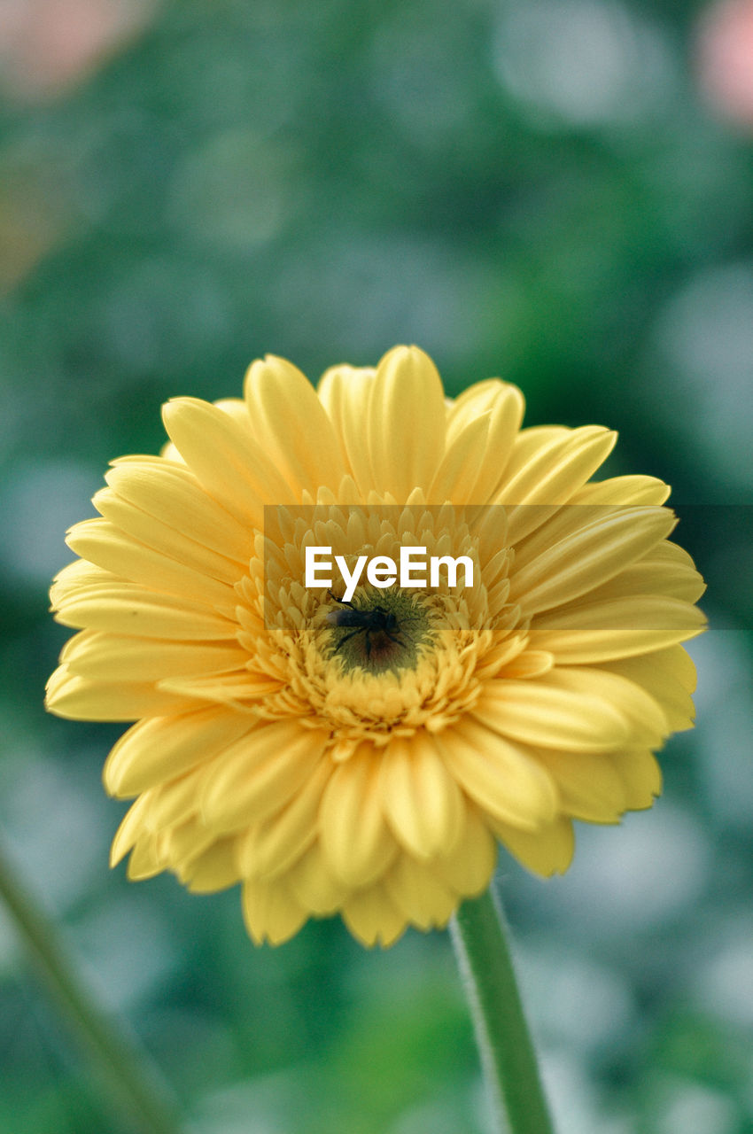 Close-up of insect on flower blooming outdoors