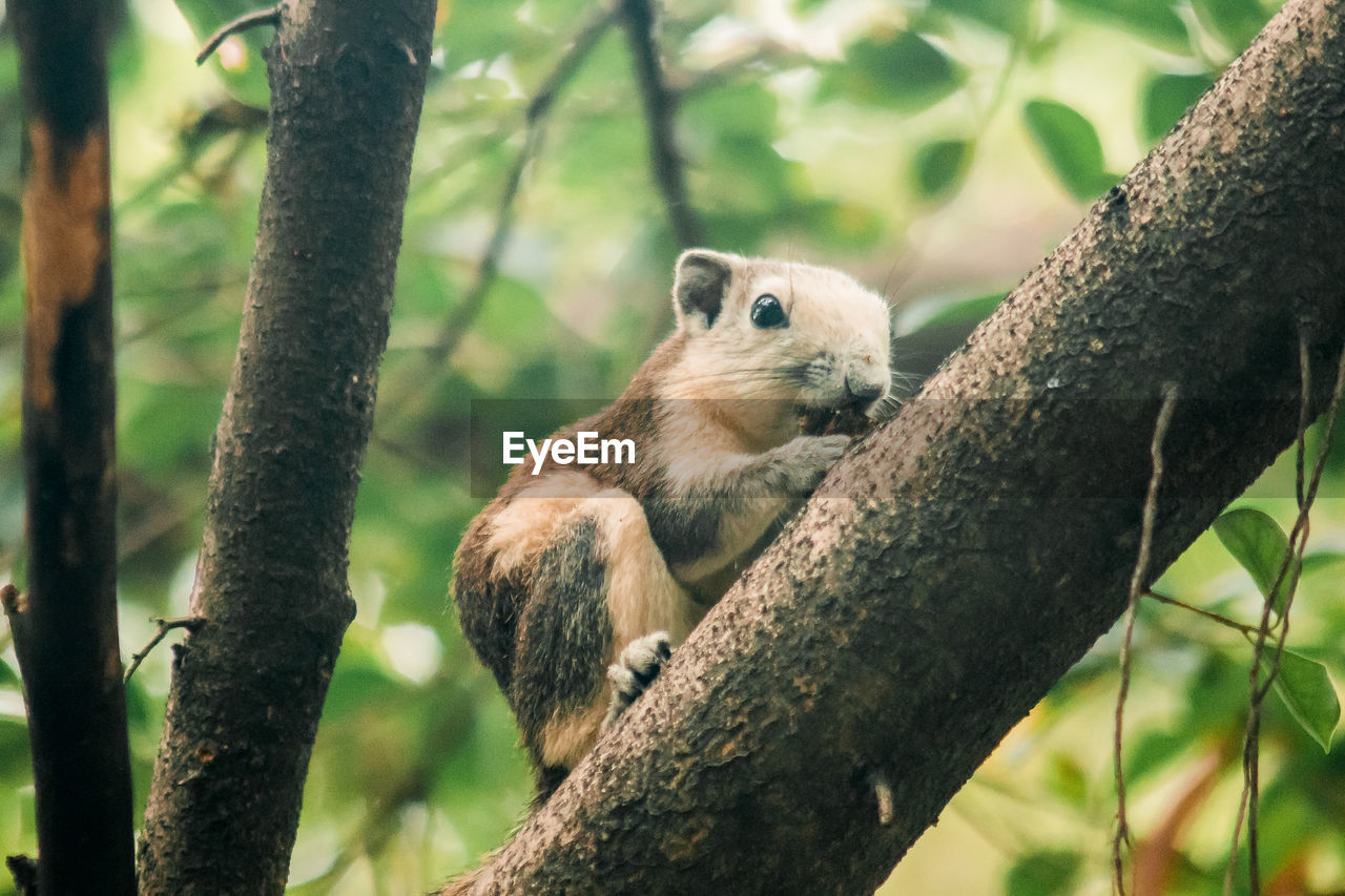 SQUIRREL ON TREE