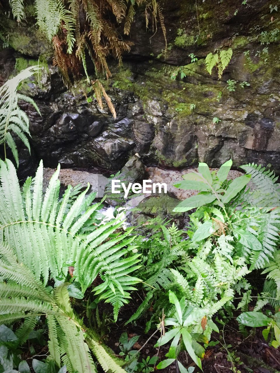 CLOSE-UP OF FRESH PLANTS