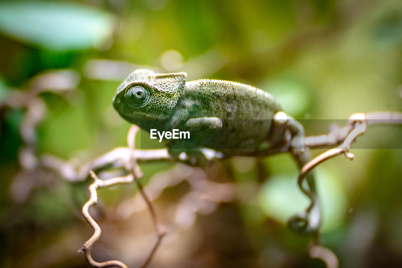 A juvenile common chameleon