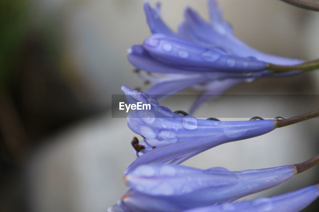 Purple flowers sprinkled with morning dew