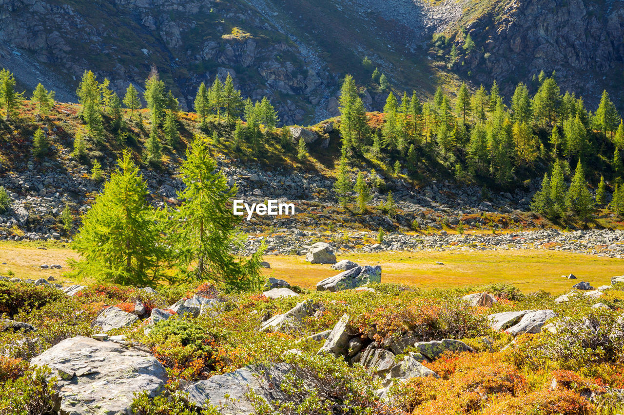 VIEW OF PINE TREES IN FOREST