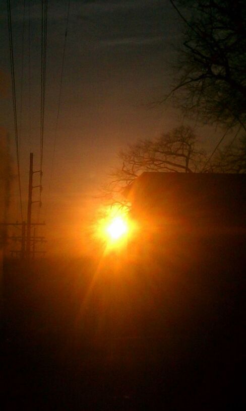 SILHOUETTE OF TREES AT SUNSET