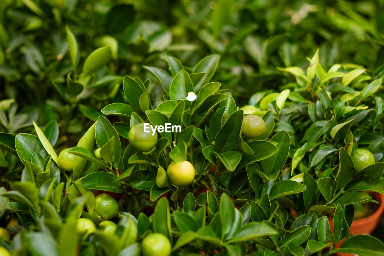 Orange tree in a pot at a flower shop