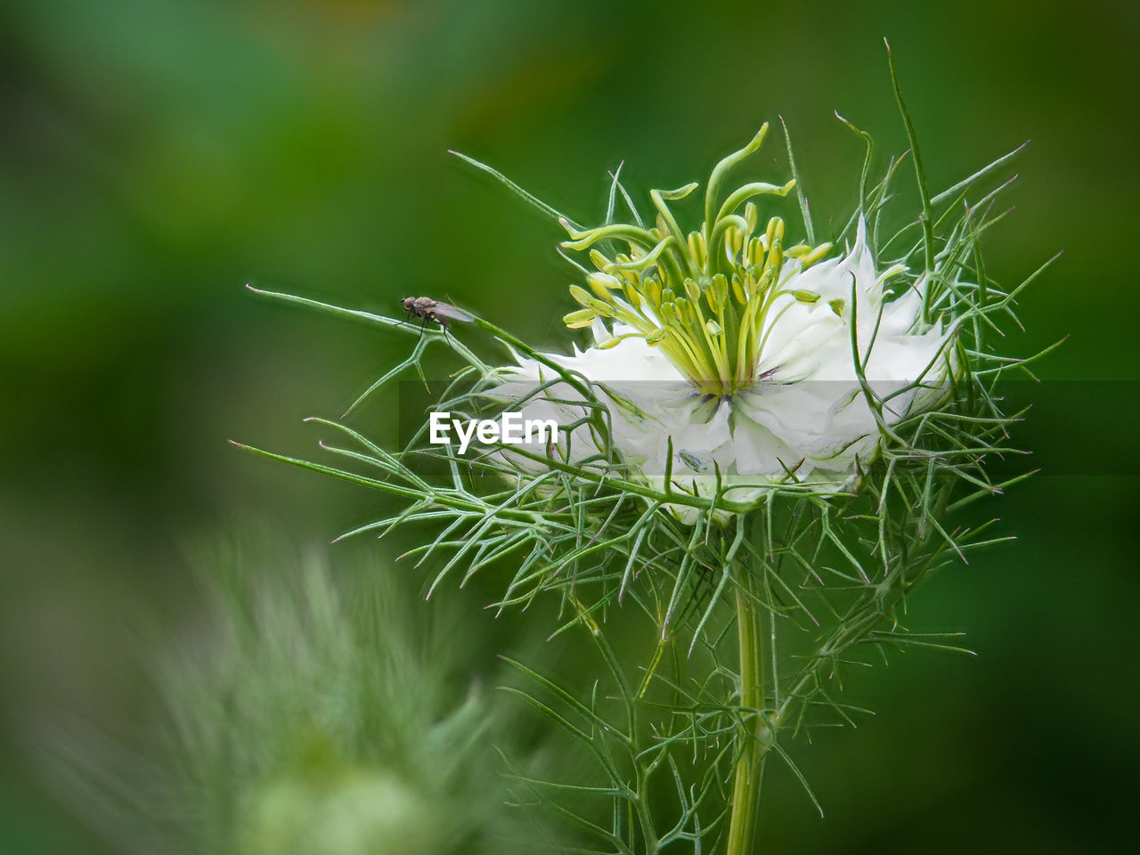 Close-up of white flowering plant nigella damascena