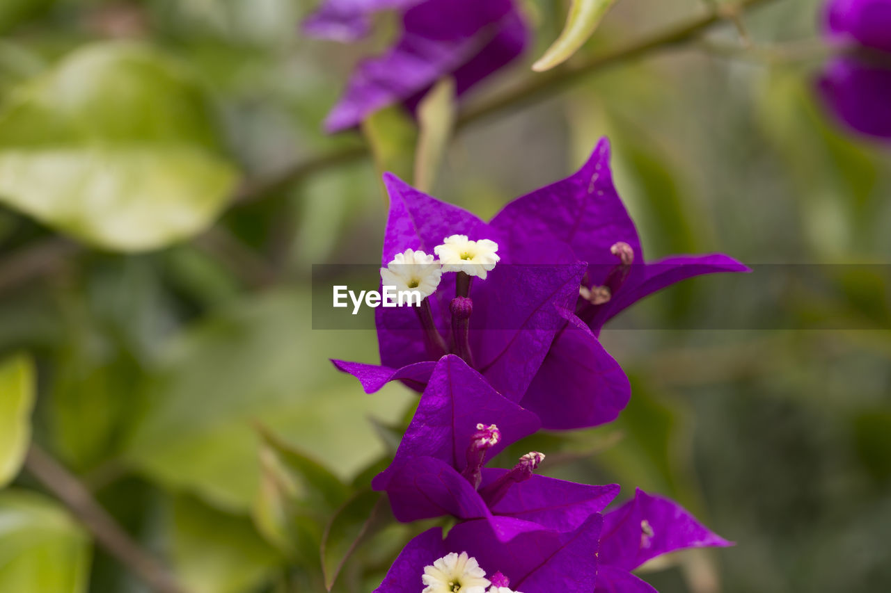 CLOSE-UP OF FRESH PURPLE FLOWERS BLOOMING OUTDOORS