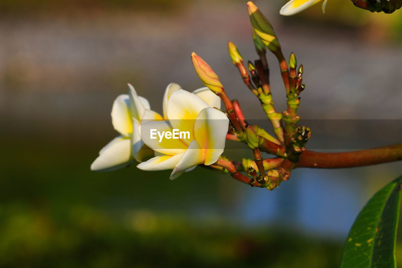 Close-up of yellow flowering plant