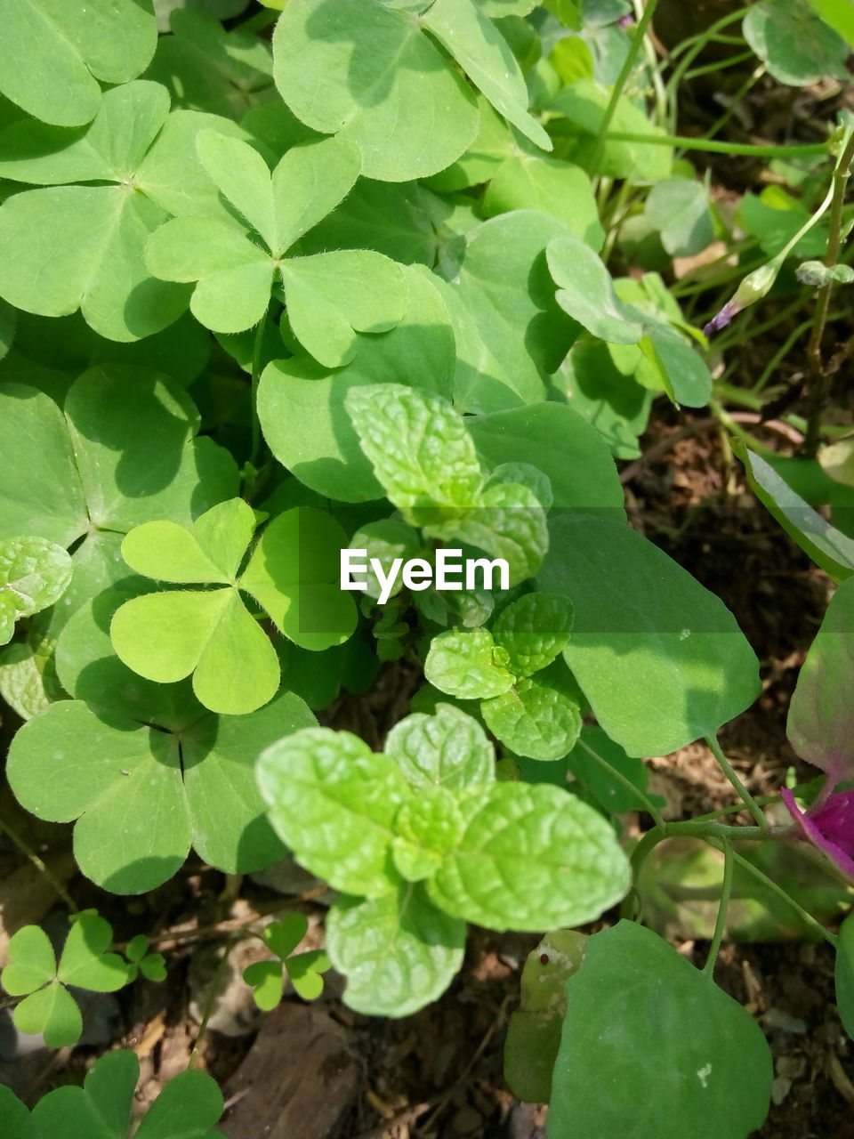 CLOSE-UP OF GREEN PLANTS