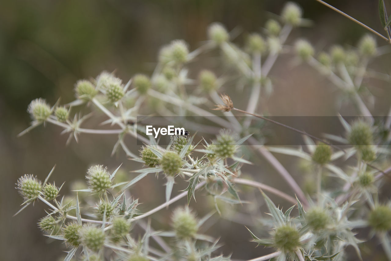 plant, flower, nature, beauty in nature, close-up, flowering plant, growth, no people, freshness, focus on foreground, selective focus, outdoors, fragility, macro photography, day, wildflower, food, subshrub, botany, environment, food and drink, social issues