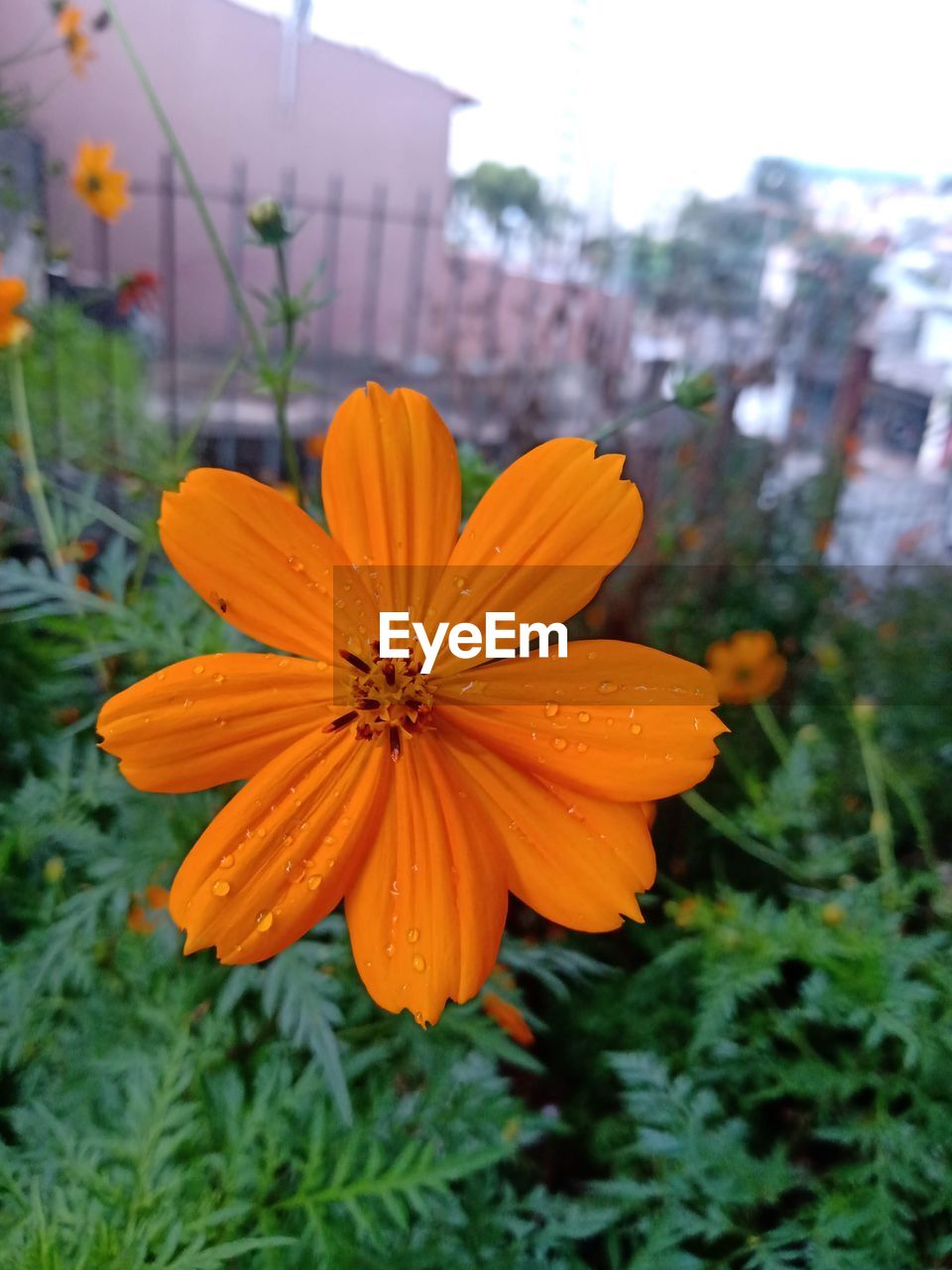 plant, flower, flowering plant, freshness, beauty in nature, yellow, growth, flower head, close-up, nature, orange color, petal, fragility, inflorescence, focus on foreground, no people, day, outdoors, pollen, botany, wildflower, leaf, meadow
